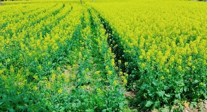 花香喜来春，屄骚更知春 花影扶疏里，人在阡陌间 油菜花好看吗？？[18P]
