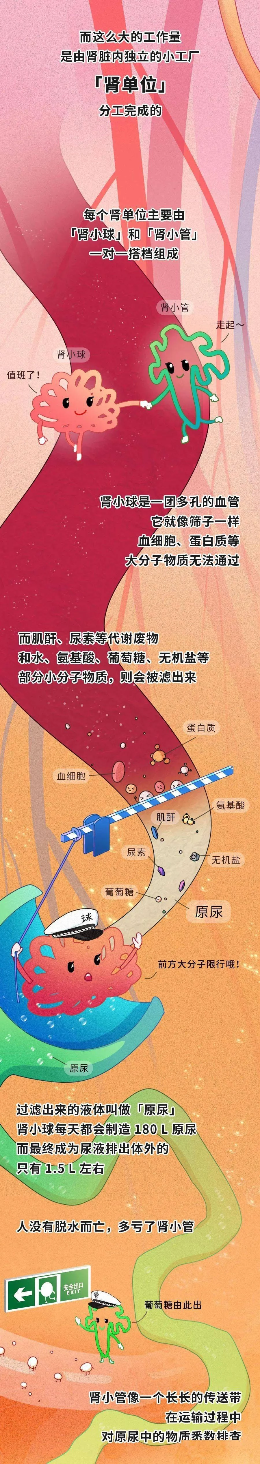 肾被“掏空”后，能补回来吗？［13P］