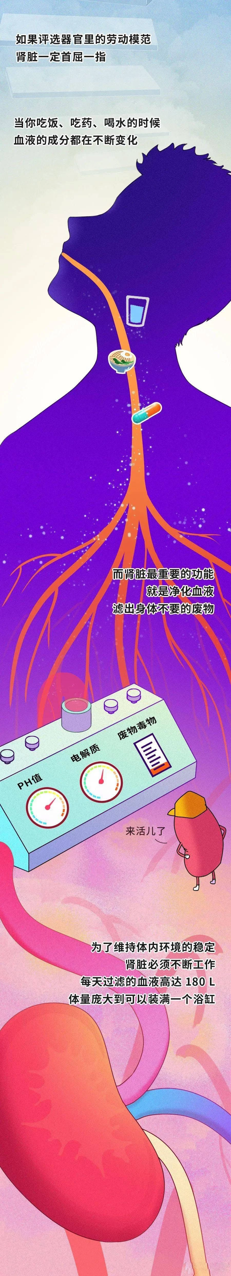 肾被“掏空”后，能补回来吗？［13P］